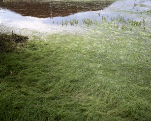 Adam Thorman Temporary Lake